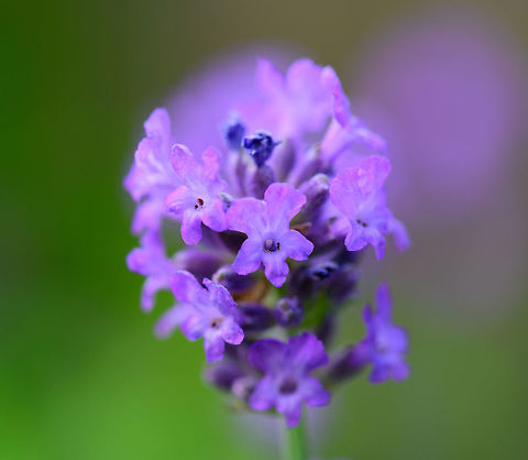 Common lavender - closeup, Netherlands Taken today in our garden, where we have a cluster of these planted. They look nice, smell very nice, and are major attraction for the bumble bee population in our garden.  Common lavender,Europe,Heesch,Lavandula angustifolia,Netherlands,World