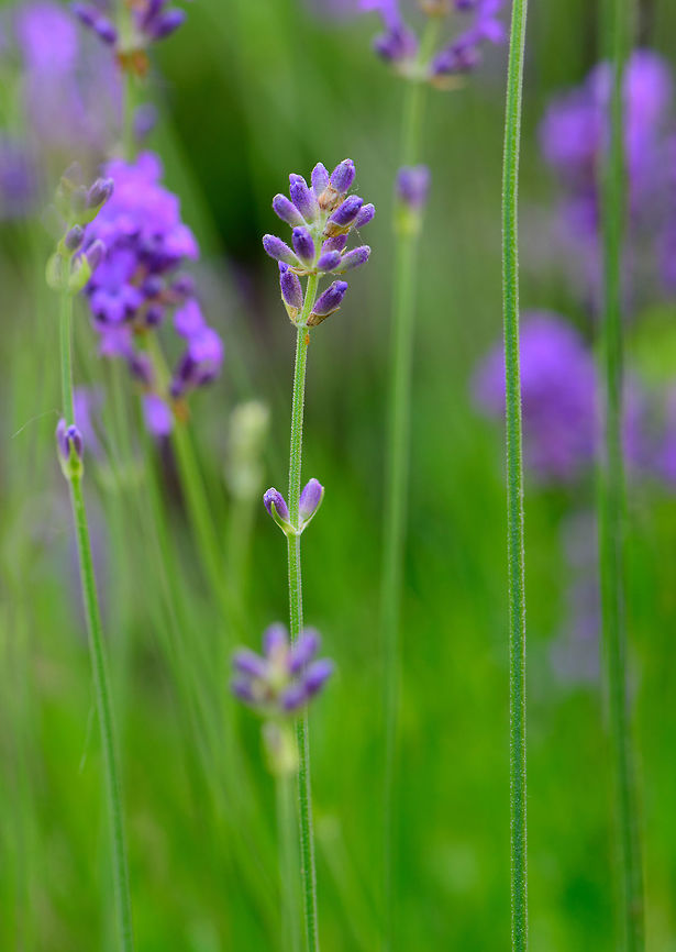 Common lavender - overview, Netherlands Taken today in our garden, where we have a cluster of these planted. They look nice, smell very nice, and are major attraction for the bumble bee population in our garden.  Common lavender,Europe,Heesch,Lavandula angustifolia,Netherlands,World
