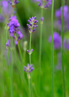 Common lavender - overview, Netherlands Taken today in our garden, where we have a cluster of these planted. They look nice, smell very nice, and are major attraction for the bumble bee population in our garden.  Common lavender,Europe,Heesch,Lavandula angustifolia,Netherlands,World