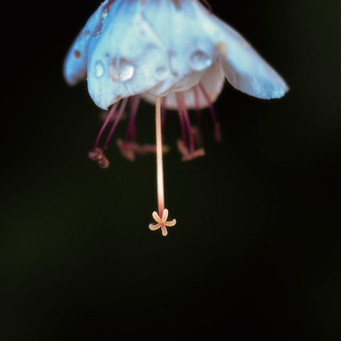 White flower with star-shaped stigma, Netherlands Taken in our garden today, dramatized quite a bit in post processing. I'm unsure which species of plant this is. Europe,Heesch,Netherlands,World