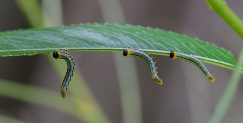 Nematus pavidus larvae frenzy, Netherlands Assuming I have the species right, meet an obsessive feeder. These larvae feed in groups and often in an S shape as seen on the photo. Supposedly it is a defensive pose to deflect attacks, but I'm unsure of how it works in detail.

As this leaf was half-ruined, I cut it off and put it on a larger leaf for some closeups. During all this handling, they didn't care and just kept feeding, no matter what I did. 

This observation is also a lesson in the importance of knowledge. Our region is currently plagued by the notorious buxus moth, an invasive species that shreds plants to bits in the blink of an eye. Henriette assumed this was such a case, and proceeded to cut of all affected leafs and dispose of the larvae. Only afterwards did I find out that despite a superficial resemblance, this is not a buxus moth larvae. 

It's still a plague though that had eaten half a tall plant in a day or so, so I don't disagree with the disposal. Note that this species is also referred to as the birch sawfly, yet that common name is ambiguous and can refer to multiple species.

Closeup of an individual:
https://www.jungledragon.com/image/61287/flat-legged_tenthred_larvae_closeup_netherlands.html
Twinsies ;)

https://www.jungledragon.com/image/61288/flat-legged_tenthred_larvae_twinsies_netherlands.html Europe,Heesch,Nematus pavidus,Netherlands,World