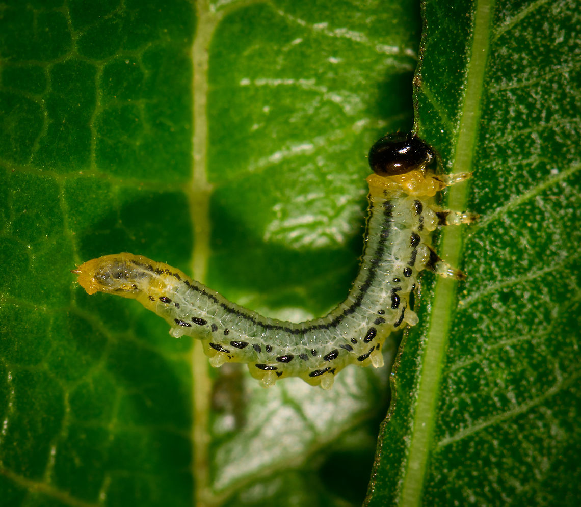 Nematus pavidus larvae closeup, Netherlands Assuming I have the species right, meet an obsessive feeder. These larvae feed in groups and often in an S shape as seen on the photo. Supposedly it is a defensive pose to deflect attacks, but I&#039;m unsure of how it works in detail.<br />
<br />
As this leaf was half-ruined, I cut it off and put it on a larger leaf for some closeups. During all this handling, they didn&#039;t care and just kept feeding, no matter what I did. <br />
<br />
This observation is also a lesson in the importance of knowledge. Our region is currently plagued by the notorious buxus moth, an invasive species that shreds plants to bits in the blink of an eye. Henriette assumed this was such a case, and proceeded to cut of all affected leafs and dispose of the larvae. Only afterwards did I find out that despite a superficial resemblance, this is not a buxus moth larvae. <br />
<br />
It&#039;s still a plague though that had eaten half a tall plant in a day or so, so I don&#039;t disagree with the disposal. Note that this species is also referred to as the birch sawfly, yet that common name is ambiguous and can refer to multiple species.<br />
<br />
Feeding formation:<br />
<figure class="photo"><a href="https://www.jungledragon.com/image/61286/nematus_pavidus_larvae_frenzy_netherlands.html" title="Nematus pavidus larvae frenzy, Netherlands"><img src="https://s3.amazonaws.com/media.jungledragon.com/images/2/61286_thumb.jpg?AWSAccessKeyId=05GMT0V3GWVNE7GGM1R2&Expires=1759968010&Signature=Q6ioSSEGCLxEhQYurtRt7T0%2BwUY%3D" width="200" height="102" alt="Nematus pavidus larvae frenzy, Netherlands Assuming I have the species right, meet an obsessive feeder. These larvae feed in groups and often in an S shape as seen on the photo. Supposedly it is a defensive pose to deflect attacks, but I&#039;m unsure of how it works in detail.<br />
<br />
As this leaf was half-ruined, I cut it off and put it on a larger leaf for some closeups. During all this handling, they didn&#039;t care and just kept feeding, no matter what I did. <br />
<br />
This observation is also a lesson in the importance of knowledge. Our region is currently plagued by the notorious buxus moth, an invasive species that shreds plants to bits in the blink of an eye. Henriette assumed this was such a case, and proceeded to cut of all affected leafs and dispose of the larvae. Only afterwards did I find out that despite a superficial resemblance, this is not a buxus moth larvae. <br />
<br />
It&#039;s still a plague though that had eaten half a tall plant in a day or so, so I don&#039;t disagree with the disposal. Note that this species is also referred to as the birch sawfly, yet that common name is ambiguous and can refer to multiple species.<br />
<br />
Closeup of an individual:<br />
https://www.jungledragon.com/image/61287/flat-legged_tenthred_larvae_closeup_netherlands.html<br />
Twinsies ;)<br />
<br />
https://www.jungledragon.com/image/61288/flat-legged_tenthred_larvae_twinsies_netherlands.html Europe,Heesch,Nematus pavidus,Netherlands,World" /></a></figure><br />
Twinsies ;)<br />
<br />
<figure class="photo"><a href="https://www.jungledragon.com/image/61288/nematus_pavidus_larvae_twinsies_netherlands.html" title="Nematus pavidus larvae twinsies, Netherlands"><img src="https://s3.amazonaws.com/media.jungledragon.com/images/2/61288_thumb.jpg?AWSAccessKeyId=05GMT0V3GWVNE7GGM1R2&Expires=1759968010&Signature=wv2ho1P77k%2BxD1AAC50sS8nCTV4%3D" width="200" height="162" alt="Nematus pavidus larvae twinsies, Netherlands Assuming I have the species right, meet an obsessive feeder. These larvae feed in groups and often in an S shape as seen on the photo. Supposedly it is a defensive pose to deflect attacks, but I&#039;m unsure of how it works in detail.<br />
<br />
As this leaf was half-ruined, I cut it off and put it on a larger leaf for some closeups. During all this handling, they didn&#039;t care and just kept feeding, no matter what I did. <br />
<br />
This observation is also a lesson in the importance of knowledge. Our region is currently plagued by the notorious buxus moth, an invasive species that shreds plants to bits in the blink of an eye. Henriette assumed this was such a case, and proceeded to cut of all affected leafs and dispose of the larvae. Only afterwards did I find out that despite a superficial resemblance, this is not a buxus moth larvae. <br />
<br />
It&#039;s still a plague though that had eaten half a tall plant in a day or so, so I don&#039;t disagree with the disposal. Note that this species is also referred to as the birch sawfly, yet that common name is ambiguous and can refer to multiple species.<br />
<br />
Feeding formation:<br />
https://www.jungledragon.com/image/61286/flat-legged_tenthred_larvae_frenzy_netherlands.html<br />
Individual:<br />
<br />
https://www.jungledragon.com/image/61287/flat-legged_tenthred_larvae_closeup_netherlands.html Europe,Heesch,Nematus pavidus,Netherlands,World" /></a></figure> Europe,Heesch,Nematus pavidus,Netherlands,World