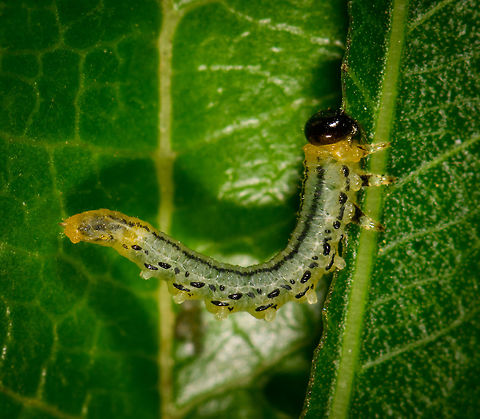 Nematus pavidus larvae closeup, Netherlands Assuming I have the species right, meet an obsessive feeder. These larvae feed in groups and often in an S shape as seen on the photo. Supposedly it is a defensive pose to deflect attacks, but I'm unsure of how it works in detail.

As this leaf was half-ruined, I cut it off and put it on a larger leaf for some closeups. During all this handling, they didn't care and just kept feeding, no matter what I did. 

This observation is also a lesson in the importance of knowledge. Our region is currently plagued by the notorious buxus moth, an invasive species that shreds plants to bits in the blink of an eye. Henriette assumed this was such a case, and proceeded to cut of all affected leafs and dispose of the larvae. Only afterwards did I find out that despite a superficial resemblance, this is not a buxus moth larvae. 

It's still a plague though that had eaten half a tall plant in a day or so, so I don't disagree with the disposal. Note that this species is also referred to as the birch sawfly, yet that common name is ambiguous and can refer to multiple species.

Feeding formation:
https://www.jungledragon.com/image/61286/flat-legged_tenthred_larvae_frenzy_netherlands.html
Twinsies ;)

https://www.jungledragon.com/image/61288/flat-legged_tenthred_larvae_twinsies_netherlands.html Europe,Heesch,Nematus pavidus,Netherlands,World