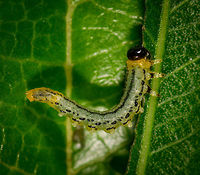 Nematus pavidus larvae closeup, Netherlands Assuming I have the species right, meet an obsessive feeder. These larvae feed in groups and often in an S shape as seen on the photo. Supposedly it is a defensive pose to deflect attacks, but I'm unsure of how it works in detail.<br />
<br />
As this leaf was half-ruined, I cut it off and put it on a larger leaf for some closeups. During all this handling, they didn't care and just kept feeding, no matter what I did. <br />
<br />
This observation is also a lesson in the importance of knowledge. Our region is currently plagued by the notorious buxus moth, an invasive species that shreds plants to bits in the blink of an eye. Henriette assumed this was such a case, and proceeded to cut of all affected leafs and dispose of the larvae. Only afterwards did I find out that despite a superficial resemblance, this is not a buxus moth larvae. <br />
<br />
It's still a plague though that had eaten half a tall plant in a day or so, so I don't disagree with the disposal. Note that this species is also referred to as the birch sawfly, yet that common name is ambiguous and can refer to multiple species.<br />
<br />
Feeding formation:<br />
https://www.jungledragon.com/image/61286/flat-legged_tenthred_larvae_frenzy_netherlands.html<br />
Twinsies ;)<br />
<br />
https://www.jungledragon.com/image/61288/flat-legged_tenthred_larvae_twinsies_netherlands.html Europe,Heesch,Nematus pavidus,Netherlands,World
