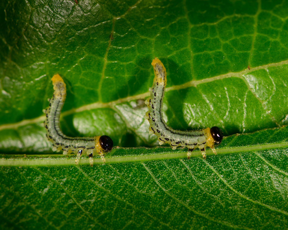 Nematus pavidus larvae twinsies, Netherlands Assuming I have the species right, meet an obsessive feeder. These larvae feed in groups and often in an S shape as seen on the photo. Supposedly it is a defensive pose to deflect attacks, but I'm unsure of how it works in detail.<br />
<br />
As this leaf was half-ruined, I cut it off and put it on a larger leaf for some closeups. During all this handling, they didn't care and just kept feeding, no matter what I did. <br />
<br />
This observation is also a lesson in the importance of knowledge. Our region is currently plagued by the notorious buxus moth, an invasive species that shreds plants to bits in the blink of an eye. Henriette assumed this was such a case, and proceeded to cut of all affected leafs and dispose of the larvae. Only afterwards did I find out that despite a superficial resemblance, this is not a buxus moth larvae. <br />
<br />
It's still a plague though that had eaten half a tall plant in a day or so, so I don't disagree with the disposal. Note that this species is also referred to as the birch sawfly, yet that common name is ambiguous and can refer to multiple species.<br />
<br />
Feeding formation:<br />
<figure class="photo"><a href="https://www.jungledragon.com/image/61286/nematus_pavidus_larvae_frenzy_netherlands.html" title="Nematus pavidus larvae frenzy, Netherlands"><img src="https://s3.amazonaws.com/media.jungledragon.com/images/2/61286_thumb.jpg?AWSAccessKeyId=05GMT0V3GWVNE7GGM1R2&Expires=1770854410&Signature=Rxwz8Z5AQOU0jxQh4tu2ygOlSbo%3D" width="200" height="102" alt="Nematus pavidus larvae frenzy, Netherlands Assuming I have the species right, meet an obsessive feeder. These larvae feed in groups and often in an S shape as seen on the photo. Supposedly it is a defensive pose to deflect attacks, but I'm unsure of how it works in detail.<br />
<br />
As this leaf was half-ruined, I cut it off and put it on a larger leaf for some closeups. During all this handling, they didn't care and just kept feeding, no matter what I did. <br />
<br />
This observation is also a lesson in the importance of knowledge. Our region is currently plagued by the notorious buxus moth, an invasive species that shreds plants to bits in the blink of an eye. Henriette assumed this was such a case, and proceeded to cut of all affected leafs and dispose of the larvae. Only afterwards did I find out that despite a superficial resemblance, this is not a buxus moth larvae. <br />
<br />
It's still a plague though that had eaten half a tall plant in a day or so, so I don't disagree with the disposal. Note that this species is also referred to as the birch sawfly, yet that common name is ambiguous and can refer to multiple species.<br />
<br />
Closeup of an individual:<br />
https://www.jungledragon.com/image/61287/flat-legged_tenthred_larvae_closeup_netherlands.html<br />
Twinsies ;)<br />
<br />
https://www.jungledragon.com/image/61288/flat-legged_tenthred_larvae_twinsies_netherlands.html Europe,Heesch,Nematus pavidus,Netherlands,World" /></a></figure><br />
Individual:<br />
<br />
<figure class="photo"><a href="https://www.jungledragon.com/image/61287/nematus_pavidus_larvae_closeup_netherlands.html" title="Nematus pavidus larvae closeup, Netherlands"><img src="https://s3.amazonaws.com/media.jungledragon.com/images/2/61287_thumb.jpg?AWSAccessKeyId=05GMT0V3GWVNE7GGM1R2&Expires=1770854410&Signature=M6qSRHYo9%2BfkwXojkfdov2uMQ8A%3D" width="200" height="176" alt="Nematus pavidus larvae closeup, Netherlands Assuming I have the species right, meet an obsessive feeder. These larvae feed in groups and often in an S shape as seen on the photo. Supposedly it is a defensive pose to deflect attacks, but I'm unsure of how it works in detail.<br />
<br />
As this leaf was half-ruined, I cut it off and put it on a larger leaf for some closeups. During all this handling, they didn't care and just kept feeding, no matter what I did. <br />
<br />
This observation is also a lesson in the importance of knowledge. Our region is currently plagued by the notorious buxus moth, an invasive species that shreds plants to bits in the blink of an eye. Henriette assumed this was such a case, and proceeded to cut of all affected leafs and dispose of the larvae. Only afterwards did I find out that despite a superficial resemblance, this is not a buxus moth larvae. <br />
<br />
It's still a plague though that had eaten half a tall plant in a day or so, so I don't disagree with the disposal. Note that this species is also referred to as the birch sawfly, yet that common name is ambiguous and can refer to multiple species.<br />
<br />
Feeding formation:<br />
https://www.jungledragon.com/image/61286/flat-legged_tenthred_larvae_frenzy_netherlands.html<br />
Twinsies ;)<br />
<br />
https://www.jungledragon.com/image/61288/flat-legged_tenthred_larvae_twinsies_netherlands.html Europe,Heesch,Nematus pavidus,Netherlands,World" /></a></figure> Europe,Heesch,Nematus pavidus,Netherlands,World