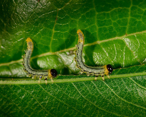 Nematus pavidus larvae twinsies, Netherlands Assuming I have the species right, meet an obsessive feeder. These larvae feed in groups and often in an S shape as seen on the photo. Supposedly it is a defensive pose to deflect attacks, but I'm unsure of how it works in detail.

As this leaf was half-ruined, I cut it off and put it on a larger leaf for some closeups. During all this handling, they didn't care and just kept feeding, no matter what I did. 

This observation is also a lesson in the importance of knowledge. Our region is currently plagued by the notorious buxus moth, an invasive species that shreds plants to bits in the blink of an eye. Henriette assumed this was such a case, and proceeded to cut of all affected leafs and dispose of the larvae. Only afterwards did I find out that despite a superficial resemblance, this is not a buxus moth larvae. 

It's still a plague though that had eaten half a tall plant in a day or so, so I don't disagree with the disposal. Note that this species is also referred to as the birch sawfly, yet that common name is ambiguous and can refer to multiple species.

Feeding formation:
https://www.jungledragon.com/image/61286/flat-legged_tenthred_larvae_frenzy_netherlands.html
Individual:

https://www.jungledragon.com/image/61287/flat-legged_tenthred_larvae_closeup_netherlands.html Europe,Heesch,Nematus pavidus,Netherlands,World