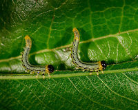 Nematus pavidus larvae twinsies, Netherlands Assuming I have the species right, meet an obsessive feeder. These larvae feed in groups and often in an S shape as seen on the photo. Supposedly it is a defensive pose to deflect attacks, but I'm unsure of how it works in detail.<br />
<br />
As this leaf was half-ruined, I cut it off and put it on a larger leaf for some closeups. During all this handling, they didn't care and just kept feeding, no matter what I did. <br />
<br />
This observation is also a lesson in the importance of knowledge. Our region is currently plagued by the notorious buxus moth, an invasive species that shreds plants to bits in the blink of an eye. Henriette assumed this was such a case, and proceeded to cut of all affected leafs and dispose of the larvae. Only afterwards did I find out that despite a superficial resemblance, this is not a buxus moth larvae. <br />
<br />
It's still a plague though that had eaten half a tall plant in a day or so, so I don't disagree with the disposal. Note that this species is also referred to as the birch sawfly, yet that common name is ambiguous and can refer to multiple species.<br />
<br />
Feeding formation:<br />
https://www.jungledragon.com/image/61286/flat-legged_tenthred_larvae_frenzy_netherlands.html<br />
Individual:<br />
<br />
https://www.jungledragon.com/image/61287/flat-legged_tenthred_larvae_closeup_netherlands.html Europe,Heesch,Nematus pavidus,Netherlands,World