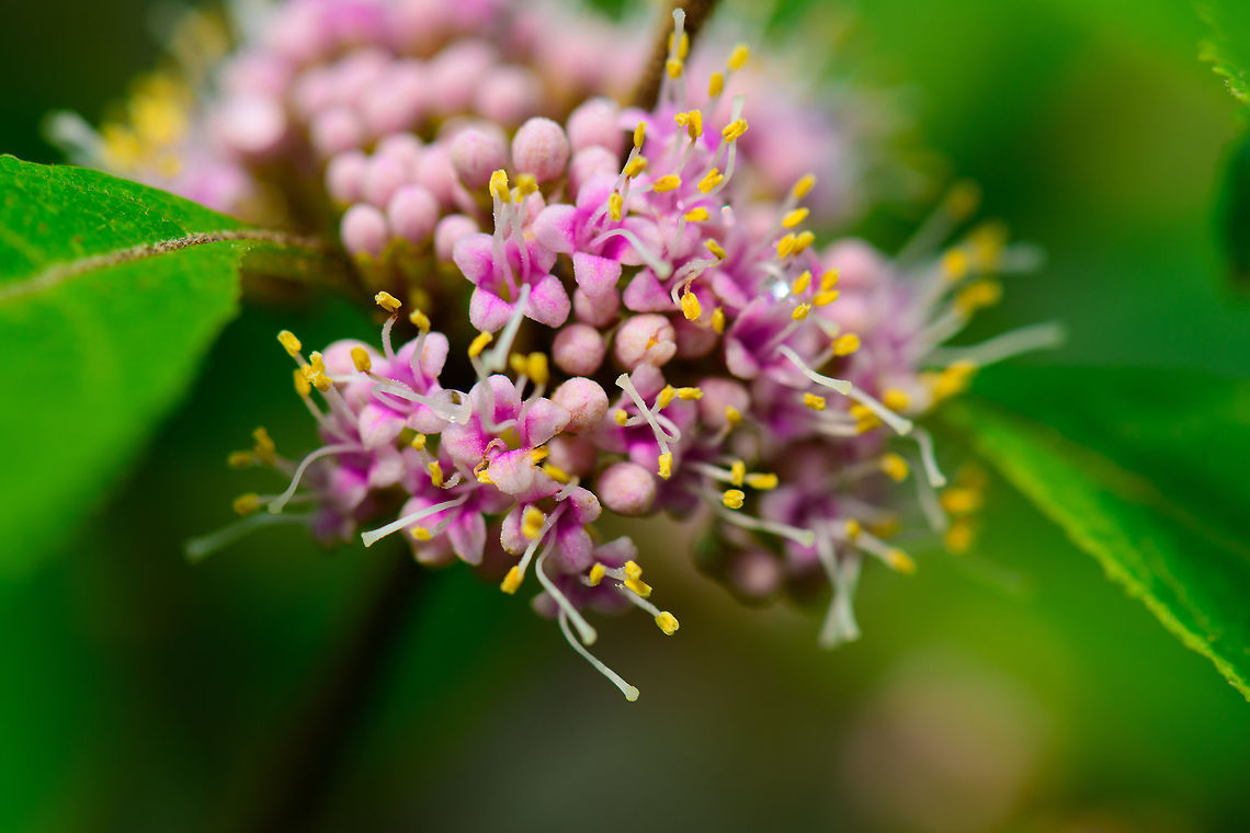 Bodiniers Beautyberry flowers, Netherlands Originally from China, planted in our garden in the Netherlands. Supposedly in autumn the actual purple berries will start to show, example:<br />
<a href="https://en.wikipedia.org/wiki/Callicarpa_bodinieri#/media/File:Callicarpa_bodinieri_giraldii0.jpg" rel="nofollow">https://en.wikipedia.org/wiki/Callicarpa_bodinieri#/media/File:Callicarpa_bodinieri_giraldii0.jpg</a><br />
<br />
The dutch name "schoonvrucht" means "beautiful fruit", probably referring to the purple berries. Which taste so awful that even for wildlife it is an absolute last resort food source. Bodiniers Beautyberry,Callicarpa bodinieri,Europe,Heesch,Netherlands,World