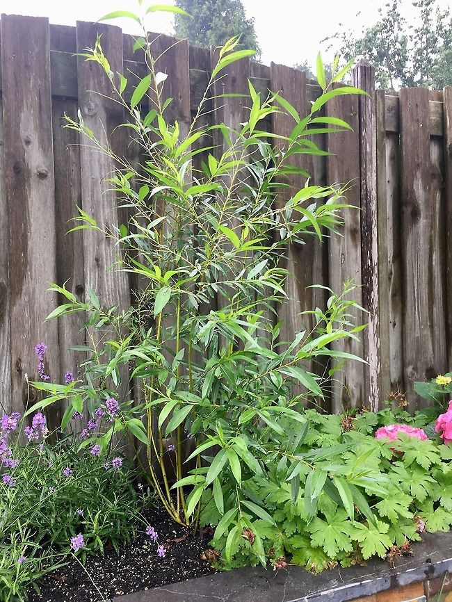 Host plant of sawfly larvae Just a quick reference shot of the host plant in our garden on which we found these larvae:<br />
<figure class="photo"><a href="https://www.jungledragon.com/image/61286/nematus_pavidus_larvae_frenzy_netherlands.html" title="Nematus pavidus larvae frenzy, Netherlands"><img src="https://s3.amazonaws.com/media.jungledragon.com/images/2/61286_thumb.jpg?AWSAccessKeyId=05GMT0V3GWVNE7GGM1R2&Expires=1770854410&Signature=Rxwz8Z5AQOU0jxQh4tu2ygOlSbo%3D" width="200" height="102" alt="Nematus pavidus larvae frenzy, Netherlands Assuming I have the species right, meet an obsessive feeder. These larvae feed in groups and often in an S shape as seen on the photo. Supposedly it is a defensive pose to deflect attacks, but I'm unsure of how it works in detail.<br />
<br />
As this leaf was half-ruined, I cut it off and put it on a larger leaf for some closeups. During all this handling, they didn't care and just kept feeding, no matter what I did. <br />
<br />
This observation is also a lesson in the importance of knowledge. Our region is currently plagued by the notorious buxus moth, an invasive species that shreds plants to bits in the blink of an eye. Henriette assumed this was such a case, and proceeded to cut of all affected leafs and dispose of the larvae. Only afterwards did I find out that despite a superficial resemblance, this is not a buxus moth larvae. <br />
<br />
It's still a plague though that had eaten half a tall plant in a day or so, so I don't disagree with the disposal. Note that this species is also referred to as the birch sawfly, yet that common name is ambiguous and can refer to multiple species.<br />
<br />
Closeup of an individual:<br />
https://www.jungledragon.com/image/61287/flat-legged_tenthred_larvae_closeup_netherlands.html<br />
Twinsies ;)<br />
<br />
https://www.jungledragon.com/image/61288/flat-legged_tenthred_larvae_twinsies_netherlands.html Europe,Heesch,Nematus pavidus,Netherlands,World" /></a></figure><br />
The larvae were only found on this plant, not on any other plant in the garden. Geotagged,Netherlands,Spring