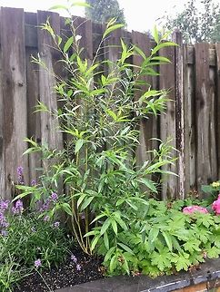 Host plant of sawfly larvae Just a quick reference shot of the host plant in our garden on which we found these larvae:
https://www.jungledragon.com/image/61286/flat-legged_tenthred_larvae_frenzy_netherlands.html
The larvae were only found on this plant, not on any other plant in the garden. Geotagged,Netherlands,Spring