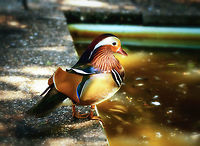 Mandarin Duck - male, Zie-Zoo, Netherlands Opening the set for a small zoo visit. The zoo is called "Zie-Zoo". Most of the staff members suffer from autism, this zoo giving them a safe place to work where they are treated with patience, understanding, room for mistakes.<br />
<br />
Note that the Netherlands has the most zoos in the world, relative to land mass. So we have plenty to pick from. This zoo is rather small and does not try to compete with the big ones, instead it is a mix of general and popular small animals combined with some pretty rare ones.<br />
<br />
This male Mandarin was found directly after the entrance. It was an unusually hot day. A small ray of sunlight reflected back to the chest of the Mandarin, giving it some bottom lighting.<br />
https://www.jungledragon.com/image/61322/mandarin_duck_-_male_closeup_zie-zoo_netherlands.html<br />
https://www.jungledragon.com/image/61323/mandarin_duck_-_male_closeup_ii_zie-zoo_netherlands.html Aix galericulata,Europe,Mandarin duck,Netherlands,Volkel,World,Zie-Zoo,Zoo