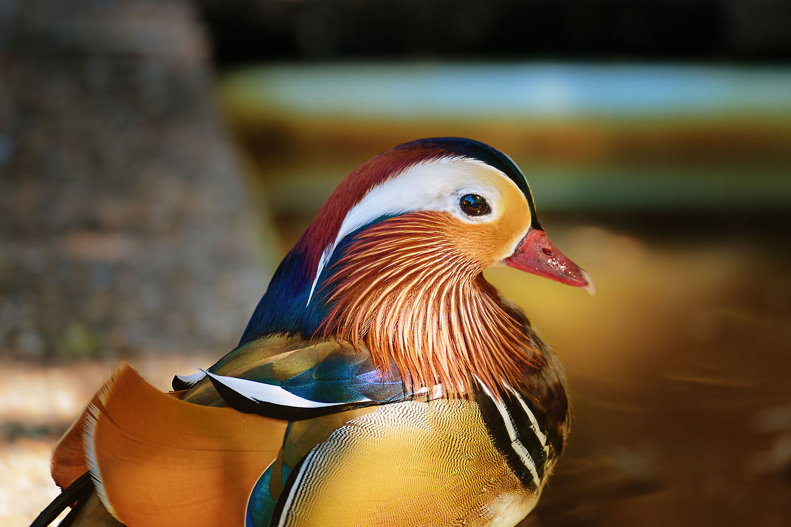 Mandarin Duck - male closeup, Zie-Zoo, Netherlands Opening the set for a small zoo visit. The zoo is called "Zie-Zoo". Most of the staff members suffer from autism, this zoo giving them a safe place to work where they are treated with patience, understanding, room for mistakes.<br />
<br />
Note that the Netherlands has the most zoos in the world, relative to land mass. So we have plenty to pick from. This zoo is rather small and does not try to compete with the big ones, instead it is a mix of general and popular small animals combined with some pretty rare ones.<br />
<br />
This male Mandarin was found directly after the entrance. It was an unusually hot day. A small ray of sunlight reflected back to the chest of the Mandarin, giving it some bottom lighting. <br />
<figure class="photo"><a href="https://www.jungledragon.com/image/61321/mandarin_duck_-_male_zie-zoo_netherlands.html" title="Mandarin Duck - male, Zie-Zoo, Netherlands"><img src="https://s3.amazonaws.com/media.jungledragon.com/images/2/61321_thumb.jpg?AWSAccessKeyId=05GMT0V3GWVNE7GGM1R2&Expires=1763596810&Signature=EDJLgH4SXdcfq9vkDj5Qc24pI9s%3D" width="200" height="146" alt="Mandarin Duck - male, Zie-Zoo, Netherlands Opening the set for a small zoo visit. The zoo is called "Zie-Zoo". Most of the staff members suffer from autism, this zoo giving them a safe place to work where they are treated with patience, understanding, room for mistakes.<br />
<br />
Note that the Netherlands has the most zoos in the world, relative to land mass. So we have plenty to pick from. This zoo is rather small and does not try to compete with the big ones, instead it is a mix of general and popular small animals combined with some pretty rare ones.<br />
<br />
This male Mandarin was found directly after the entrance. It was an unusually hot day. A small ray of sunlight reflected back to the chest of the Mandarin, giving it some bottom lighting.<br />
https://www.jungledragon.com/image/61322/mandarin_duck_-_male_closeup_zie-zoo_netherlands.html<br />
https://www.jungledragon.com/image/61323/mandarin_duck_-_male_closeup_ii_zie-zoo_netherlands.html Aix galericulata,Europe,Mandarin duck,Netherlands,Volkel,World,Zie-Zoo,Zoo" /></a></figure><br />
<figure class="photo"><a href="https://www.jungledragon.com/image/61323/mandarin_duck_-_male_closeup_ii_zie-zoo_netherlands.html" title="Mandarin Duck - male closeup II, Zie-Zoo, Netherlands"><img src="https://s3.amazonaws.com/media.jungledragon.com/images/2/61323_thumb.jpg?AWSAccessKeyId=05GMT0V3GWVNE7GGM1R2&Expires=1763596810&Signature=cla%2BvEv6DIYUtPyXxTDf55i4eo4%3D" width="200" height="200" alt="Mandarin Duck - male closeup II, Zie-Zoo, Netherlands Opening the set for a small zoo visit. The zoo is called "Zie-Zoo". Most of the staff members suffer from autism, this zoo giving them a safe place to work where they are treated with patience, understanding, room for mistakes.<br />
<br />
Note that the Netherlands has the most zoos in the world, relative to land mass. So we have plenty to pick from. This zoo is rather small and does not try to compete with the big ones, instead it is a mix of general and popular small animals combined with some pretty rare ones.<br />
<br />
This male Mandarin was found directly after the entrance. It was an unusually hot day. <br />
https://www.jungledragon.com/image/61322/mandarin_duck_-_male_closeup_zie-zoo_netherlands.html<br />
https://www.jungledragon.com/image/61321/mandarin_duck_-_male_zie-zoo_netherlands.html Aix galericulata,Europe,Mandarin duck,Netherlands,Volkel,World,Zie-Zoo,Zoo" /></a></figure> Aix galericulata,Europe,Mandarin duck,Netherlands,Volkel,World,Zie-Zoo,Zoo