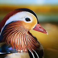 Mandarin Duck - male closeup II, Zie-Zoo, Netherlands Opening the set for a small zoo visit. The zoo is called "Zie-Zoo". Most of the staff members suffer from autism, this zoo giving them a safe place to work where they are treated with patience, understanding, room for mistakes.<br />
<br />
Note that the Netherlands has the most zoos in the world, relative to land mass. So we have plenty to pick from. This zoo is rather small and does not try to compete with the big ones, instead it is a mix of general and popular small animals combined with some pretty rare ones.<br />
<br />
This male Mandarin was found directly after the entrance. It was an unusually hot day. <br />
https://www.jungledragon.com/image/61322/mandarin_duck_-_male_closeup_zie-zoo_netherlands.html<br />
https://www.jungledragon.com/image/61321/mandarin_duck_-_male_zie-zoo_netherlands.html Aix galericulata,Europe,Mandarin duck,Netherlands,Volkel,World,Zie-Zoo,Zoo