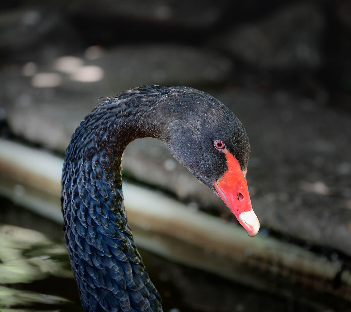 Black Swan portrait, Zie-Zoo, Netherlands Zoo photo of a Black Swan. Fun fact: 25% of Black Swans pairs are homosexual, two males.  Black Swan,Cygnus atratus,Europe,Netherlands,Volkel,World,Zie-Zoo,Zoo