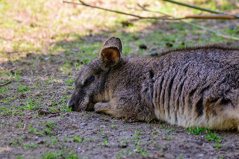 Red-necked wallaby napping, Zie-Zoo, Netherlands Zoo shot of a Red-necked wallaby, also called Bennett Wallaby, napping on an unusually hot day. Trivia, directly from the sign: this is one of two animals on the Australian coat of arms:
https://en.wikipedia.org/wiki/Coat_of_arms_of_Australia#/media/File:Australian_Coat_of_Arms.png

The other being the Emu. Both animals cannot walk backwards, which is the symbolism of a nation that seeks progress. I bet you did not know that.  Europe,Macropus rufogriseus,Netherlands,Red-necked wallaby,Volkel,World,Zie-Zoo,Zoo