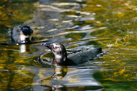 African Penguin, Zie-Zoo, Netherlands Zoo shot of an African Penguin, sometimes called "Black-footed" penguin. It's a relatively small penguin, the only one to occur in Africa. African Penguin,Europe,Netherlands,Spheniscus demersus,Volkel,World,Zie-Zoo,Zoo