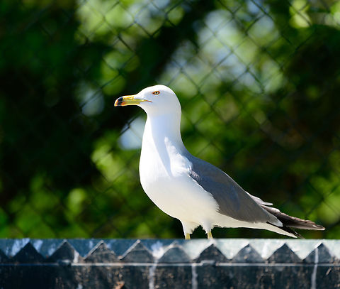 Black-tailed gull, Zie-Zoo, Netherlands Zoo shot of this mid-sized gull. Originally from eastern Asia where it is known for its cat-like call:
https://www.youtube.com/watch?v=DtKxQ7fghOo
Portrait:

https://www.jungledragon.com/image/61369/black-tailed_gull_-_portrait_zie-zoo_netherlands.html
Full bird:

https://www.jungledragon.com/image/61370/black-tailed_gull_-_full_bird_zie-zoo_netherlands.html Black-tailed gull,Europe,Larus crassirostris,Netherlands,Volkel,World,Zie-Zoo,Zoo