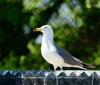 Black-tailed gull, Zie-Zoo, Netherlands Zoo shot of this mid-sized gull. Originally from eastern Asia where it is known for its cat-like call:<br />
https://www.youtube.com/watch?v=DtKxQ7fghOo<br />
Portrait:<br />
<br />
https://www.jungledragon.com/image/61369/black-tailed_gull_-_portrait_zie-zoo_netherlands.html<br />
Full bird:<br />
<br />
https://www.jungledragon.com/image/61370/black-tailed_gull_-_full_bird_zie-zoo_netherlands.html Black-tailed gull,Europe,Larus crassirostris,Netherlands,Volkel,World,Zie-Zoo,Zoo