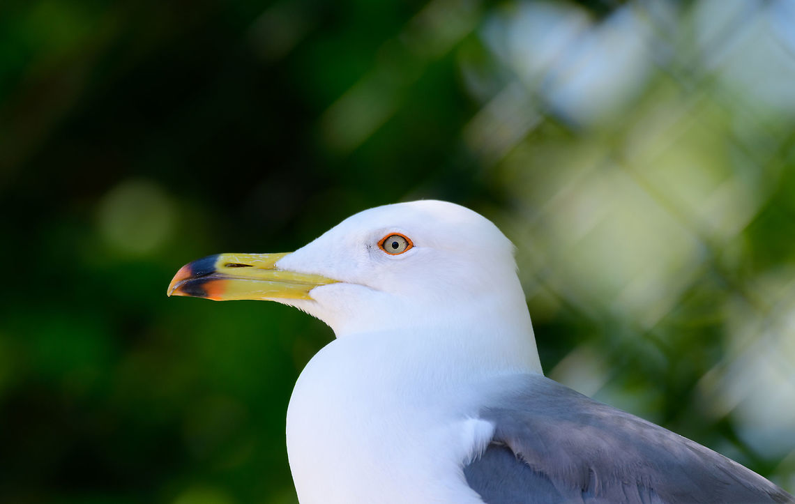 Black-tailed gull - portrait, Zie-Zoo, Netherlands Zoo shot of this mid-sized gull. Originally from eastern Asia where it is known for its cat-like call:<br />
<section class="video"><iframe width="448" height="282" src="https://www.youtube-nocookie.com/embed/DtKxQ7fghOo?hd=1&autoplay=0&rel=0" frameborder="0" allowfullscreen></iframe></section><br />
Closeup:<br />
<br />
<figure class="photo"><a href="https://www.jungledragon.com/image/61368/black-tailed_gull_zie-zoo_netherlands.html" title="Black-tailed gull, Zie-Zoo, Netherlands"><img src="https://s3.amazonaws.com/media.jungledragon.com/images/2/61368_thumb.jpg?AWSAccessKeyId=05GMT0V3GWVNE7GGM1R2&Expires=1770854410&Signature=RvznVrYaiv862UlaBG7LnRLjQT4%3D" width="200" height="170" alt="Black-tailed gull, Zie-Zoo, Netherlands Zoo shot of this mid-sized gull. Originally from eastern Asia where it is known for its cat-like call:<br />
https://www.youtube.com/watch?v=DtKxQ7fghOo<br />
Portrait:<br />
<br />
https://www.jungledragon.com/image/61369/black-tailed_gull_-_portrait_zie-zoo_netherlands.html<br />
Full bird:<br />
<br />
https://www.jungledragon.com/image/61370/black-tailed_gull_-_full_bird_zie-zoo_netherlands.html Black-tailed gull,Europe,Larus crassirostris,Netherlands,Volkel,World,Zie-Zoo,Zoo" /></a></figure><br />
Full bird:<br />
<br />
<figure class="photo"><a href="https://www.jungledragon.com/image/61370/black-tailed_gull_-_full_bird_zie-zoo_netherlands.html" title="Black-tailed gull - full bird, Zie-Zoo, Netherlands"><img src="https://s3.amazonaws.com/media.jungledragon.com/images/2/61370_thumb.jpg?AWSAccessKeyId=05GMT0V3GWVNE7GGM1R2&Expires=1770854410&Signature=9X8u3rsQ686ApSHXihZuu4NG6Ak%3D" width="200" height="154" alt="Black-tailed gull - full bird, Zie-Zoo, Netherlands Zoo shot of this mid-sized gull. Originally from eastern Asia where it is known for its cat-like call:<br />
https://www.youtube.com/watch?v=DtKxQ7fghOo<br />
Portrait:<br />
<br />
https://www.jungledragon.com/image/61369/black-tailed_gull_-_portrait_zie-zoo_netherlands.html<br />
Closeup:<br />
<br />
https://www.jungledragon.com/image/61368/black-tailed_gull_zie-zoo_netherlands.html Black-tailed gull,Europe,Larus crassirostris,Netherlands,Volkel,World,Zie-Zoo,Zoo" /></a></figure> Black-tailed gull,Europe,Larus crassirostris,Netherlands,Volkel,World,Zie-Zoo,Zoo