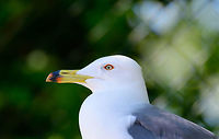 Black-tailed gull - portrait, Zie-Zoo, Netherlands Zoo shot of this mid-sized gull. Originally from eastern Asia where it is known for its cat-like call:<br />
https://www.youtube.com/watch?v=DtKxQ7fghOo<br />
Closeup:<br />
<br />
https://www.jungledragon.com/image/61368/black-tailed_gull_zie-zoo_netherlands.html<br />
Full bird:<br />
<br />
https://www.jungledragon.com/image/61370/black-tailed_gull_-_full_bird_zie-zoo_netherlands.html Black-tailed gull,Europe,Larus crassirostris,Netherlands,Volkel,World,Zie-Zoo,Zoo