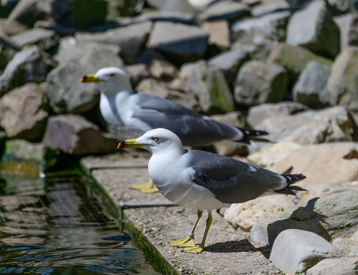 Black-tailed gull - full bird, Zie-Zoo, Netherlands Zoo shot of this mid-sized gull. Originally from eastern Asia where it is known for its cat-like call:<br />
<section class="video"><iframe width="448" height="282" src="https://www.youtube-nocookie.com/embed/DtKxQ7fghOo?hd=1&autoplay=0&rel=0" frameborder="0" allowfullscreen></iframe></section><br />
Portrait:<br />
<br />
<figure class="photo"><a href="https://www.jungledragon.com/image/61369/black-tailed_gull_-_portrait_zie-zoo_netherlands.html" title="Black-tailed gull - portrait, Zie-Zoo, Netherlands"><img src="https://s3.amazonaws.com/media.jungledragon.com/images/2/61369_thumb.jpg?AWSAccessKeyId=05GMT0V3GWVNE7GGM1R2&Expires=1770854410&Signature=yBbwVI4RViP8q%2BU%2FoJFyrpSOmZc%3D" width="200" height="128" alt="Black-tailed gull - portrait, Zie-Zoo, Netherlands Zoo shot of this mid-sized gull. Originally from eastern Asia where it is known for its cat-like call:<br />
https://www.youtube.com/watch?v=DtKxQ7fghOo<br />
Closeup:<br />
<br />
https://www.jungledragon.com/image/61368/black-tailed_gull_zie-zoo_netherlands.html<br />
Full bird:<br />
<br />
https://www.jungledragon.com/image/61370/black-tailed_gull_-_full_bird_zie-zoo_netherlands.html Black-tailed gull,Europe,Larus crassirostris,Netherlands,Volkel,World,Zie-Zoo,Zoo" /></a></figure><br />
Closeup:<br />
<br />
<figure class="photo"><a href="https://www.jungledragon.com/image/61368/black-tailed_gull_zie-zoo_netherlands.html" title="Black-tailed gull, Zie-Zoo, Netherlands"><img src="https://s3.amazonaws.com/media.jungledragon.com/images/2/61368_thumb.jpg?AWSAccessKeyId=05GMT0V3GWVNE7GGM1R2&Expires=1770854410&Signature=RvznVrYaiv862UlaBG7LnRLjQT4%3D" width="200" height="170" alt="Black-tailed gull, Zie-Zoo, Netherlands Zoo shot of this mid-sized gull. Originally from eastern Asia where it is known for its cat-like call:<br />
https://www.youtube.com/watch?v=DtKxQ7fghOo<br />
Portrait:<br />
<br />
https://www.jungledragon.com/image/61369/black-tailed_gull_-_portrait_zie-zoo_netherlands.html<br />
Full bird:<br />
<br />
https://www.jungledragon.com/image/61370/black-tailed_gull_-_full_bird_zie-zoo_netherlands.html Black-tailed gull,Europe,Larus crassirostris,Netherlands,Volkel,World,Zie-Zoo,Zoo" /></a></figure> Black-tailed gull,Europe,Larus crassirostris,Netherlands,Volkel,World,Zie-Zoo,Zoo