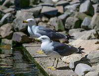 Black-tailed gull - full bird, Zie-Zoo, Netherlands Zoo shot of this mid-sized gull. Originally from eastern Asia where it is known for its cat-like call:<br />
https://www.youtube.com/watch?v=DtKxQ7fghOo<br />
Portrait:<br />
<br />
https://www.jungledragon.com/image/61369/black-tailed_gull_-_portrait_zie-zoo_netherlands.html<br />
Closeup:<br />
<br />
https://www.jungledragon.com/image/61368/black-tailed_gull_zie-zoo_netherlands.html Black-tailed gull,Europe,Larus crassirostris,Netherlands,Volkel,World,Zie-Zoo,Zoo