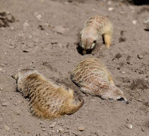 Meerkats at Zie-Zoo, Netherlands "Stop the digging Harry, we've been safe for 7 years now".
https://www.youtube.com/watch?v=57jEMZ87ND8

https://www.jungledragon.com/image/61372/meerkat_stretching_zie-zoo_netherlands.html
https://www.jungledragon.com/image/61373/meerkat_stretching_-_closeup_zie-zoo_netherlands.html
https://www.jungledragon.com/image/61374/meerkat_portrait_zie-zoo_netherlands.html
https://www.jungledragon.com/image/61375/meerkat_patrol_zie-zoo_netherlands.html
 Europe,Meerkat,Netherlands,Suricata suricatta,Volkel,World,Zie-Zoo,Zoo