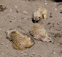 Meerkats at Zie-Zoo, Netherlands "Stop the digging Harry, we've been safe for 7 years now".<br />
https://www.youtube.com/watch?v=57jEMZ87ND8<br />
<br />
https://www.jungledragon.com/image/61372/meerkat_stretching_zie-zoo_netherlands.html<br />
https://www.jungledragon.com/image/61373/meerkat_stretching_-_closeup_zie-zoo_netherlands.html<br />
https://www.jungledragon.com/image/61374/meerkat_portrait_zie-zoo_netherlands.html<br />
https://www.jungledragon.com/image/61375/meerkat_patrol_zie-zoo_netherlands.html<br />
Europe,Meerkat,Netherlands,Suricata suricatta,Volkel,World,Zie-Zoo,Zoo