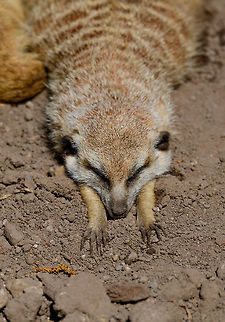 Meerkat stretching, Zie-Zoo, Netherlands <insert "monday mornings" pun here>
https://www.youtube.com/watch?v=57jEMZ87ND8

https://www.jungledragon.com/image/61371/meerkats_at_zie-zoo_netherlands.html
https://www.jungledragon.com/image/61373/meerkat_stretching_-_closeup_zie-zoo_netherlands.html
https://www.jungledragon.com/image/61374/meerkat_portrait_zie-zoo_netherlands.html
https://www.jungledragon.com/image/61375/meerkat_patrol_zie-zoo_netherlands.html Europe,Meerkat,Netherlands,Suricata suricatta,Volkel,World,Zie-Zoo,Zoo