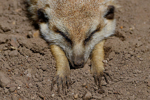 Meerkat stretching - closeup, Zie-Zoo, Netherlands <insert "monday mornings" pun here>
https://www.youtube.com/watch?v=57jEMZ87ND8

https://www.jungledragon.com/image/61371/meerkats_at_zie-zoo_netherlands.html
https://www.jungledragon.com/image/61372/meerkat_stretching_zie-zoo_netherlands.html
https://www.jungledragon.com/image/61374/meerkat_portrait_zie-zoo_netherlands.html
https://www.jungledragon.com/image/61375/meerkat_patrol_zie-zoo_netherlands.html Europe,Meerkat,Netherlands,Suricata suricatta,Volkel,World,Zie-Zoo,Zoo