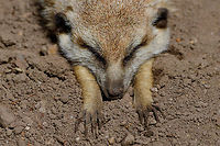 Meerkat stretching - closeup, Zie-Zoo, Netherlands <insert "monday mornings" pun here><br />
https://www.youtube.com/watch?v=57jEMZ87ND8<br />
<br />
https://www.jungledragon.com/image/61371/meerkats_at_zie-zoo_netherlands.html<br />
https://www.jungledragon.com/image/61372/meerkat_stretching_zie-zoo_netherlands.html<br />
https://www.jungledragon.com/image/61374/meerkat_portrait_zie-zoo_netherlands.html<br />
https://www.jungledragon.com/image/61375/meerkat_patrol_zie-zoo_netherlands.html Europe,Meerkat,Netherlands,Suricata suricatta,Volkel,World,Zie-Zoo,Zoo