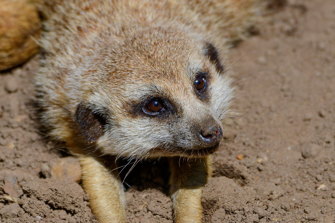 Meerkat portrait, Zie-Zoo, Netherlands <section class="video"><iframe width="448" height="282" src="https://www.youtube-nocookie.com/embed/57jEMZ87ND8?hd=1&autoplay=0&rel=0" frameborder="0" allowfullscreen></iframe></section><br />
<br />
<figure class="photo"><a href="https://www.jungledragon.com/image/61371/meerkats_at_zie-zoo_netherlands.html" title="Meerkats at Zie-Zoo, Netherlands"><img src="https://s3.amazonaws.com/media.jungledragon.com/images/2/61371_thumb.jpg?AWSAccessKeyId=05GMT0V3GWVNE7GGM1R2&Expires=1770854410&Signature=obVmOP1Nc65pm3W4vtieWdGYvsE%3D" width="200" height="184" alt="Meerkats at Zie-Zoo, Netherlands "Stop the digging Harry, we've been safe for 7 years now".<br />
https://www.youtube.com/watch?v=57jEMZ87ND8<br />
<br />
https://www.jungledragon.com/image/61372/meerkat_stretching_zie-zoo_netherlands.html<br />
https://www.jungledragon.com/image/61373/meerkat_stretching_-_closeup_zie-zoo_netherlands.html<br />
https://www.jungledragon.com/image/61374/meerkat_portrait_zie-zoo_netherlands.html<br />
https://www.jungledragon.com/image/61375/meerkat_patrol_zie-zoo_netherlands.html<br />
 Europe,Meerkat,Netherlands,Suricata suricatta,Volkel,World,Zie-Zoo,Zoo" /></a></figure><br />
<figure class="photo"><a href="https://www.jungledragon.com/image/61372/meerkat_stretching_zie-zoo_netherlands.html" title="Meerkat stretching, Zie-Zoo, Netherlands"><img src="https://s3.amazonaws.com/media.jungledragon.com/images/2/61372_thumb.jpg?AWSAccessKeyId=05GMT0V3GWVNE7GGM1R2&Expires=1770854410&Signature=Ajg17Oci%2BiW%2B%2BgV1mUX2iRpCPwQ%3D" width="108" height="152" alt="Meerkat stretching, Zie-Zoo, Netherlands <insert "monday mornings" pun here><br />
https://www.youtube.com/watch?v=57jEMZ87ND8<br />
<br />
https://www.jungledragon.com/image/61371/meerkats_at_zie-zoo_netherlands.html<br />
https://www.jungledragon.com/image/61373/meerkat_stretching_-_closeup_zie-zoo_netherlands.html<br />
https://www.jungledragon.com/image/61374/meerkat_portrait_zie-zoo_netherlands.html<br />
https://www.jungledragon.com/image/61375/meerkat_patrol_zie-zoo_netherlands.html Europe,Meerkat,Netherlands,Suricata suricatta,Volkel,World,Zie-Zoo,Zoo" /></a></figure><br />
<figure class="photo"><a href="https://www.jungledragon.com/image/61373/meerkat_stretching_-_closeup_zie-zoo_netherlands.html" title="Meerkat stretching - closeup, Zie-Zoo, Netherlands"><img src="https://s3.amazonaws.com/media.jungledragon.com/images/2/61373_thumb.jpg?AWSAccessKeyId=05GMT0V3GWVNE7GGM1R2&Expires=1770854410&Signature=GET3xjuuPtITpVvtNyuWuH7xwjE%3D" width="200" height="134" alt="Meerkat stretching - closeup, Zie-Zoo, Netherlands <insert "monday mornings" pun here><br />
https://www.youtube.com/watch?v=57jEMZ87ND8<br />
<br />
https://www.jungledragon.com/image/61371/meerkats_at_zie-zoo_netherlands.html<br />
https://www.jungledragon.com/image/61372/meerkat_stretching_zie-zoo_netherlands.html<br />
https://www.jungledragon.com/image/61374/meerkat_portrait_zie-zoo_netherlands.html<br />
https://www.jungledragon.com/image/61375/meerkat_patrol_zie-zoo_netherlands.html Europe,Meerkat,Netherlands,Suricata suricatta,Volkel,World,Zie-Zoo,Zoo" /></a></figure><br />
<figure class="photo"><a href="https://www.jungledragon.com/image/61375/meerkat_patrol_zie-zoo_netherlands.html" title="Meerkat patrol, Zie-Zoo, Netherlands"><img src="https://s3.amazonaws.com/media.jungledragon.com/images/2/61375_thumb.jpg?AWSAccessKeyId=05GMT0V3GWVNE7GGM1R2&Expires=1770854410&Signature=Y5l3Uj1BObF1X8eldW1dLOJHVRE%3D" width="200" height="184" alt="Meerkat patrol, Zie-Zoo, Netherlands https://www.youtube.com/watch?v=57jEMZ87ND8<br />
<br />
https://www.jungledragon.com/image/61371/meerkats_at_zie-zoo_netherlands.html<br />
https://www.jungledragon.com/image/61372/meerkat_stretching_zie-zoo_netherlands.html<br />
https://www.jungledragon.com/image/61373/meerkat_stretching_-_closeup_zie-zoo_netherlands.html<br />
https://www.jungledragon.com/image/61374/meerkat_portrait_zie-zoo_netherlands.html Europe,Meerkat,Netherlands,Suricata suricatta,Volkel,World,Zie-Zoo,Zoo" /></a></figure> Europe,Meerkat,Netherlands,Suricata suricatta,Volkel,World,Zie-Zoo,Zoo