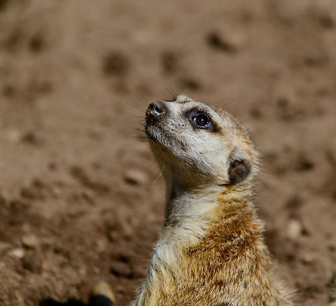 Meerkat patrol, Zie-Zoo, Netherlands https://www.youtube.com/watch?v=57jEMZ87ND8

https://www.jungledragon.com/image/61371/meerkats_at_zie-zoo_netherlands.html
https://www.jungledragon.com/image/61372/meerkat_stretching_zie-zoo_netherlands.html
https://www.jungledragon.com/image/61373/meerkat_stretching_-_closeup_zie-zoo_netherlands.html
https://www.jungledragon.com/image/61374/meerkat_portrait_zie-zoo_netherlands.html Europe,Meerkat,Netherlands,Suricata suricatta,Volkel,World,Zie-Zoo,Zoo