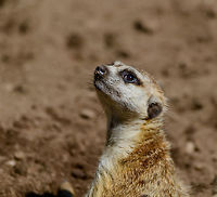 Meerkat patrol, Zie-Zoo, Netherlands https://www.youtube.com/watch?v=57jEMZ87ND8<br />
<br />
https://www.jungledragon.com/image/61371/meerkats_at_zie-zoo_netherlands.html<br />
https://www.jungledragon.com/image/61372/meerkat_stretching_zie-zoo_netherlands.html<br />
https://www.jungledragon.com/image/61373/meerkat_stretching_-_closeup_zie-zoo_netherlands.html<br />
https://www.jungledragon.com/image/61374/meerkat_portrait_zie-zoo_netherlands.html Europe,Meerkat,Netherlands,Suricata suricatta,Volkel,World,Zie-Zoo,Zoo