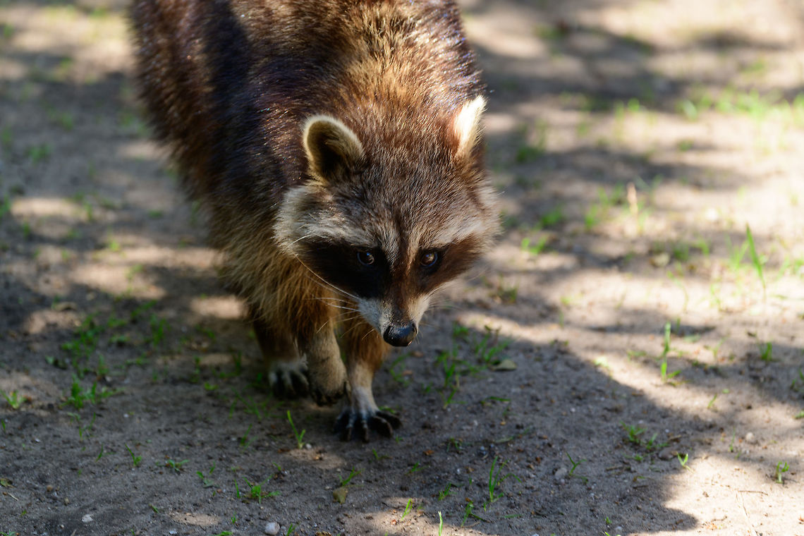 Common Raccoon, Zie-Zoo, Netherlands  Common Raccoon,Europe,Netherlands,Procyon lotor,Volkel,World,Zie-Zoo,Zoo