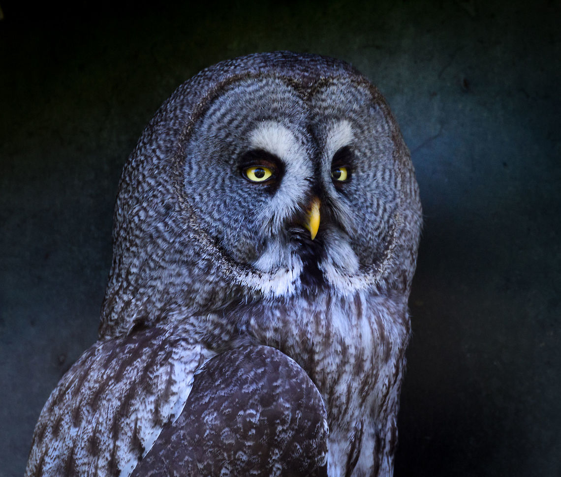 Great grey owl, Zie-Zoo, Netherlands Zoo shot of my all-time favorite owl. I'll never tire of repeating the same fun facts about this species:<br />
<br />
This huge owl is extremely thin and small, a considerable part of its volume is to protect itself against the cold:<br />
<a href="https://en.wikipedia.org/wiki/Great_grey_owl#/media/File:Strix_nebulosa_plumage.jpg" rel="nofollow">https://en.wikipedia.org/wiki/Great_grey_owl#/media/File:Strix_nebulosa_plumage.jpg</a><br />
<br />
The feather arrangement on its head is shaped like a radar, capable of detecting the sound of even a remote mouse's foot steps.<br />
<br />
It has special wing tips that make for a flight (more like a glide) that is sound-free.  Europe,Great Grey Owl,Netherlands,Strix nebulosa,Volkel,World,Zie-Zoo,Zoo