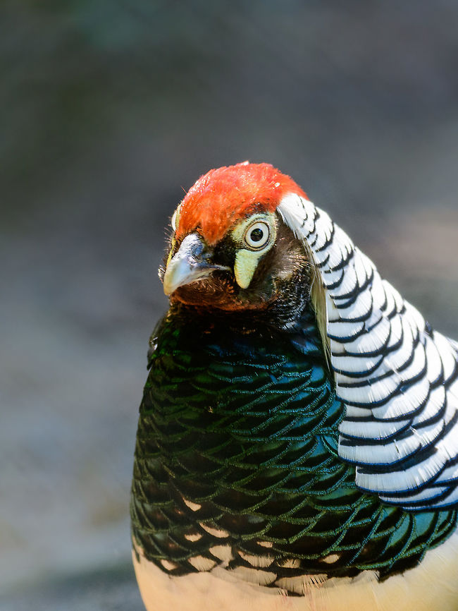 Lady Amherst's pheasant - portrait, Zie-Zoo, Netherlands This is not the &quot;pure&quot; species, quite likely it is the Lady Amherst&#039;s-golden cross, a hybrid with the Gold Pheasant. The way to tell is that the pure species&#039; red patch begins at the back of the head, not at the base of the beak as seen here. <br />
<figure class="photo"><a href="https://www.jungledragon.com/image/61470/lady_amhersts_pheasant_-_full_body_zie-zoo_netherlands.html" title="Lady Amherst&#039;s pheasant - full body, Zie-Zoo, Netherlands"><img src="https://s3.amazonaws.com/media.jungledragon.com/images/2/61470_thumb.jpg?AWSAccessKeyId=05GMT0V3GWVNE7GGM1R2&Expires=1759968010&Signature=PS%2BUVq8Ehj5oho7tTXD%2Fj2KmoVk%3D" width="200" height="138" alt="Lady Amherst&#039;s pheasant - full body, Zie-Zoo, Netherlands Too many fences in this zoo, I was not able to isolate a full body shot, but sharing it anyway to get a grasp of the full bird. <br />
<br />
This is not the &quot;pure&quot; species, quite likely it is the Lady Amherst&#039;s-golden cross, a hybrid with the Gold Pheasant. The way to tell is that the pure species&#039; red patch begins at the back of the head, not at the base of the beak as seen here. <br />
https://www.jungledragon.com/image/61469/lady_amhersts_pheasant_-_portrait_zie-zoo_netherlands.html Chrysolophus amherstiae,Europe,Lady Amhersts Pheasant,Netherlands,Volkel,World,Zie-Zoo,Zoo" /></a></figure> Chrysolophus amherstiae,Europe,Lady Amhersts Pheasant,Netherlands,Volkel,World,Zie-Zoo,Zoo