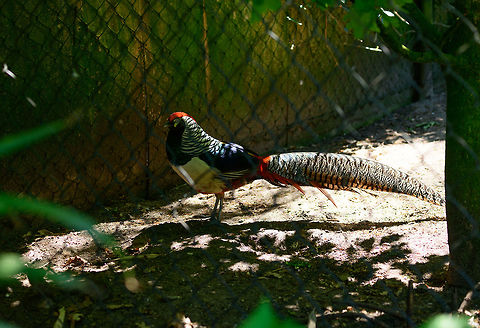 Lady Amherst's pheasant - full body, Zie-Zoo, Netherlands Too many fences in this zoo, I was not able to isolate a full body shot, but sharing it anyway to get a grasp of the full bird. 

This is not the "pure" species, quite likely it is the Lady Amherst's-golden cross, a hybrid with the Gold Pheasant. The way to tell is that the pure species' red patch begins at the back of the head, not at the base of the beak as seen here. 
https://www.jungledragon.com/image/61469/lady_amhersts_pheasant_-_portrait_zie-zoo_netherlands.html Chrysolophus amherstiae,Europe,Lady Amhersts Pheasant,Netherlands,Volkel,World,Zie-Zoo,Zoo
