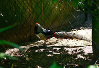 Lady Amherst's pheasant - full body, Zie-Zoo, Netherlands Too many fences in this zoo, I was not able to isolate a full body shot, but sharing it anyway to get a grasp of the full bird. <br />
<br />
This is not the "pure" species, quite likely it is the Lady Amherst's-golden cross, a hybrid with the Gold Pheasant. The way to tell is that the pure species' red patch begins at the back of the head, not at the base of the beak as seen here. <br />
https://www.jungledragon.com/image/61469/lady_amhersts_pheasant_-_portrait_zie-zoo_netherlands.html Chrysolophus amherstiae,Europe,Lady Amhersts Pheasant,Netherlands,Volkel,World,Zie-Zoo,Zoo