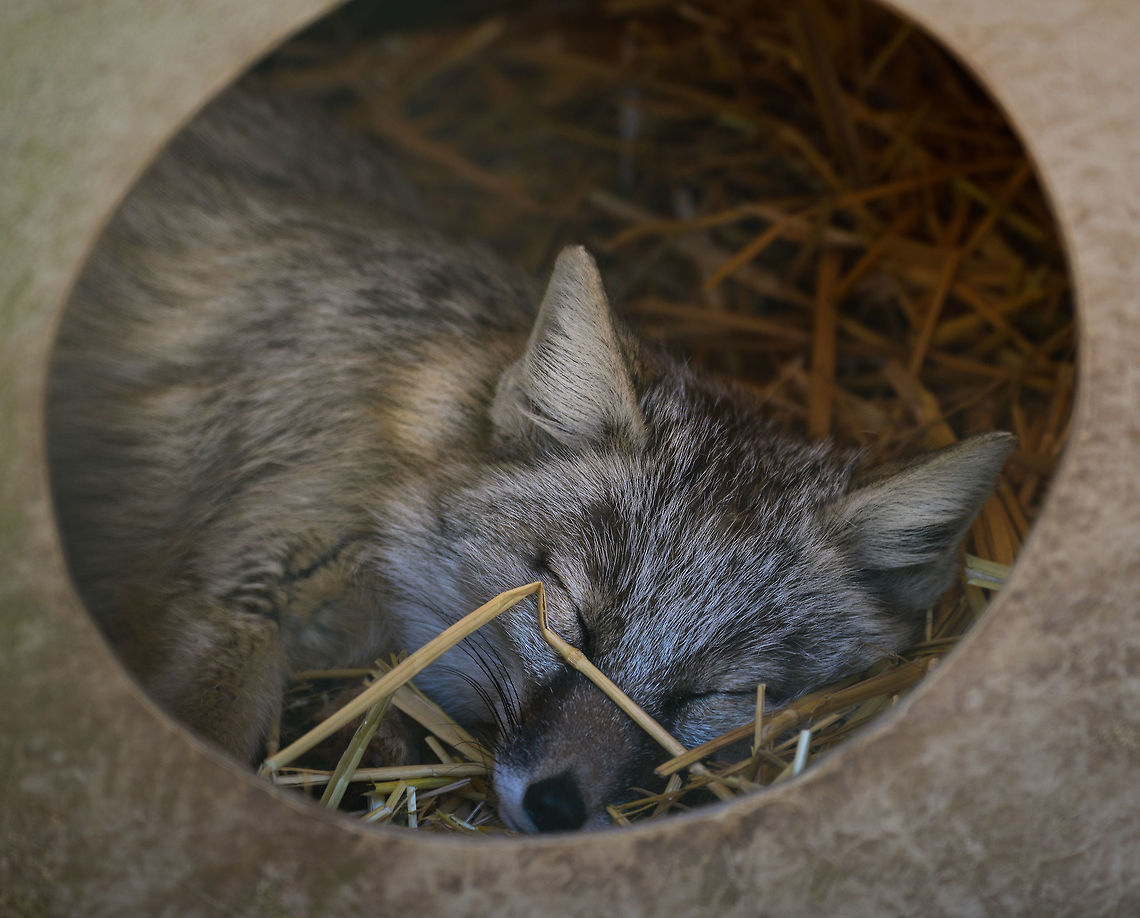 Corsac Fox, Zie-Zoo, Netherlands Napping in the zoo, this is about as interesting as it ever got :)<br />
Notable fact of this species is the dramatic difference between their winter and summer coat. Corsac fox,Europe,Netherlands,Volkel,Vulpes corsac,World,Zie-Zoo,Zoo
