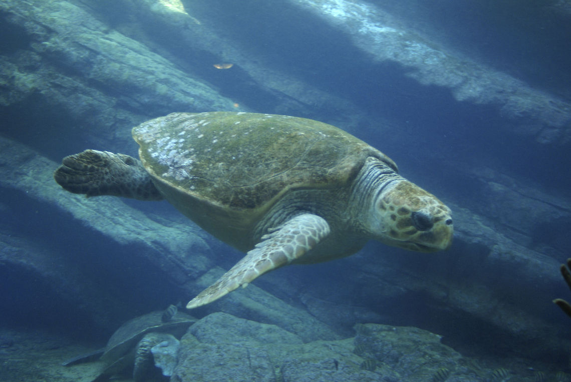 uShaka Giant Turtle Full body side view of a giant Sea Turtle at uShaka, South Africa. Caretta caretta,Loggerhead sea turtle,Marine,Reptiles,Turtle,uShaka