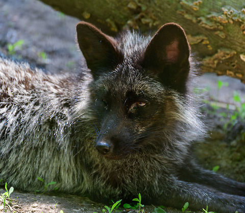 Silver Fox, Zie-Zoo, Netherlands This is a black and white color morph of the Red Fox (vulpes vulpes). It has a long history of being exploited, specifically bred for its fur. This industry is still not fully outlawed. To this day, China produces 10 million furs per year. Europe produces 2 million per year, most in Finland. In the Netherlands, there was only a tiny industry. Breeding these animals for fur is forbidden as of 2008, yet the fur produced elsewhere is still allowed to be sold here. Europe,Netherlands,Red Fox,Volkel,Vulpes vulpes,World,Zie-Zoo,Zoo