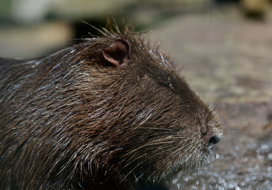 Coypu, Zie-Zoo, Netherlands Or &quot;Beaver Rat&quot; as we call them. A popular zoo animal the world over. Below this coarse brown fur is another layer of soft gray fur. Another typical characteristic I&#039;ll show in another photo are their deeply orange front teeth.<br />
<br />
<figure class="photo"><a href="https://www.jungledragon.com/image/61532/albino_coypu_zie-zoo_netherlands.html" title="Albino Coypu, Zie-Zoo, Netherlands"><img src="https://s3.amazonaws.com/media.jungledragon.com/images/2/61532_thumb.jpg?AWSAccessKeyId=05GMT0V3GWVNE7GGM1R2&Expires=1759968010&Signature=ClHZmR7zegOgBNEMk8d1sYLC88s%3D" width="200" height="164" alt="Albino Coypu, Zie-Zoo, Netherlands Zoo shot of an Albino Coypu. I&#039;m seeing lots of reference images online of white Coypus, I haven&#039;t been able to figure out why this is so common. <br />
<br />
https://www.jungledragon.com/image/61530/coypu_zie-zoo_netherlands.html<br />
https://www.jungledragon.com/image/61533/albino_coypu_-_smiling_zie-zoo_netherlands.html<br />
https://www.jungledragon.com/image/61534/albino_coypu_-_smiling_closeup_zie-zoo_netherlands.html<br />
https://www.jungledragon.com/image/61535/albino_coypu_-_resting_zie-zoo_netherlands.html Coypu,Europe,Myocastor coypus,Netherlands,Volkel,World,Zie-Zoo,Zoo" /></a></figure><br />
<figure class="photo"><a href="https://www.jungledragon.com/image/61533/albino_coypu_-_smiling_zie-zoo_netherlands.html" title="Albino Coypu - smiling, Zie-Zoo, Netherlands"><img src="https://s3.amazonaws.com/media.jungledragon.com/images/2/61533_thumb.jpg?AWSAccessKeyId=05GMT0V3GWVNE7GGM1R2&Expires=1759968010&Signature=j8YQvXJVNc0K3i6U3PGR%2FecyuA0%3D" width="150" height="152" alt="Albino Coypu - smiling, Zie-Zoo, Netherlands Zoo shot of an Albino Coypu. I&#039;m seeing lots of reference images online of white Coypus, I haven&#039;t been able to figure out why this is so common. Anyway, here we see one of the defining characteristics of the species: the deeply orange front teeth (Incisors).<br />
<br />
https://www.jungledragon.com/image/61530/coypu_zie-zoo_netherlands.html<br />
https://www.jungledragon.com/image/61532/albino_coypu_zie-zoo_netherlands.html<br />
https://www.jungledragon.com/image/61534/albino_coypu_-_smiling_closeup_zie-zoo_netherlands.html<br />
https://www.jungledragon.com/image/61535/albino_coypu_-_resting_zie-zoo_netherlands.html Coypu,Europe,Myocastor coypus,Netherlands,Volkel,World,Zie-Zoo,Zoo" /></a></figure><br />
<figure class="photo"><a href="https://www.jungledragon.com/image/61534/albino_coypu_-_smiling_closeup_zie-zoo_netherlands.html" title="Albino Coypu - smiling closeup, Zie-Zoo, Netherlands"><img src="https://s3.amazonaws.com/media.jungledragon.com/images/2/61534_thumb.jpg?AWSAccessKeyId=05GMT0V3GWVNE7GGM1R2&Expires=1759968010&Signature=cq5ejFaT40gH%2FnfG20%2BzJwDA78M%3D" width="200" height="156" alt="Albino Coypu - smiling closeup, Zie-Zoo, Netherlands Zoo shot of an Albino Coypu. I&#039;m seeing lots of reference images online of white Coypus, I haven&#039;t been able to figure out why this is so common. Anyway, here we see one of the defining characteristics of the species: the deeply orange front teeth (Incisors). <br />
<br />
https://www.jungledragon.com/image/61530/coypu_zie-zoo_netherlands.html<br />
https://www.jungledragon.com/image/61532/albino_coypu_zie-zoo_netherlands.html<br />
https://www.jungledragon.com/image/61533/albino_coypu_-_smiling_zie-zoo_netherlands.html<br />
https://www.jungledragon.com/image/61535/albino_coypu_-_resting_zie-zoo_netherlands.html Coypu,Europe,Myocastor coypus,Netherlands,Volkel,World,Zie-Zoo,Zoo" /></a></figure><br />
<figure class="photo"><a href="https://www.jungledragon.com/image/61535/albino_coypu_-_resting_zie-zoo_netherlands.html" title="Albino Coypu - resting, Zie-Zoo, Netherlands"><img src="https://s3.amazonaws.com/media.jungledragon.com/images/2/61535_thumb.jpg?AWSAccessKeyId=05GMT0V3GWVNE7GGM1R2&Expires=1759968010&Signature=0y3DK2T9%2FHK72A9b6brkOxKbvfg%3D" width="200" height="134" alt="Albino Coypu - resting, Zie-Zoo, Netherlands Zoo shot of an Albino Coypu. I&#039;m seeing lots of reference images online of white Coypus, I haven&#039;t been able to figure out why this is so common. Anyway, here we see one of the defining characteristics of the species: the deeply orange front teeth (Incisors). <br />
<br />
https://www.jungledragon.com/image/61530/coypu_zie-zoo_netherlands.html<br />
https://www.jungledragon.com/image/61532/albino_coypu_zie-zoo_netherlands.html<br />
https://www.jungledragon.com/image/61533/albino_coypu_-_smiling_zie-zoo_netherlands.html<br />
https://www.jungledragon.com/image/61534/albino_coypu_-_smiling_closeup_zie-zoo_netherlands.html Coypu,Europe,Myocastor coypus,Netherlands,Volkel,World,Zie-Zoo,Zoo" /></a></figure><br />
 Coypu,Europe,Myocastor coypus,Netherlands,Volkel,World,Zie-Zoo,Zoo