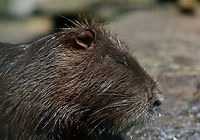 Coypu, Zie-Zoo, Netherlands Or "Beaver Rat" as we call them. A popular zoo animal the world over. Below this coarse brown fur is another layer of soft gray fur. Another typical characteristic I'll show in another photo are their deeply orange front teeth.<br />
<br />
https://www.jungledragon.com/image/61532/albino_coypu_zie-zoo_netherlands.html<br />
https://www.jungledragon.com/image/61533/albino_coypu_-_smiling_zie-zoo_netherlands.html<br />
https://www.jungledragon.com/image/61534/albino_coypu_-_smiling_closeup_zie-zoo_netherlands.html<br />
https://www.jungledragon.com/image/61535/albino_coypu_-_resting_zie-zoo_netherlands.html<br />
 Coypu,Europe,Myocastor coypus,Netherlands,Volkel,World,Zie-Zoo,Zoo