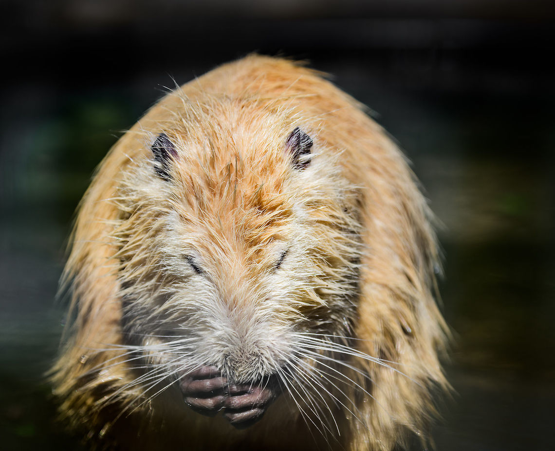 Albino Coypu, Zie-Zoo, Netherlands Zoo shot of an Albino Coypu. I'm seeing lots of reference images online of white Coypus, I haven't been able to figure out why this is so common. <br />
<br />
<figure class="photo"><a href="https://www.jungledragon.com/image/61530/coypu_zie-zoo_netherlands.html" title="Coypu, Zie-Zoo, Netherlands"><img src="https://s3.amazonaws.com/media.jungledragon.com/images/2/61530_thumb.jpg?AWSAccessKeyId=05GMT0V3GWVNE7GGM1R2&Expires=1770854410&Signature=zEnbyyIy9Eydg0irjbadjNhcdUI%3D" width="200" height="140" alt="Coypu, Zie-Zoo, Netherlands Or "Beaver Rat" as we call them. A popular zoo animal the world over. Below this coarse brown fur is another layer of soft gray fur. Another typical characteristic I'll show in another photo are their deeply orange front teeth.<br />
<br />
https://www.jungledragon.com/image/61532/albino_coypu_zie-zoo_netherlands.html<br />
https://www.jungledragon.com/image/61533/albino_coypu_-_smiling_zie-zoo_netherlands.html<br />
https://www.jungledragon.com/image/61534/albino_coypu_-_smiling_closeup_zie-zoo_netherlands.html<br />
https://www.jungledragon.com/image/61535/albino_coypu_-_resting_zie-zoo_netherlands.html<br />
 Coypu,Europe,Myocastor coypus,Netherlands,Volkel,World,Zie-Zoo,Zoo" /></a></figure><br />
<figure class="photo"><a href="https://www.jungledragon.com/image/61533/albino_coypu_-_smiling_zie-zoo_netherlands.html" title="Albino Coypu - smiling, Zie-Zoo, Netherlands"><img src="https://s3.amazonaws.com/media.jungledragon.com/images/2/61533_thumb.jpg?AWSAccessKeyId=05GMT0V3GWVNE7GGM1R2&Expires=1770854410&Signature=69yCrtMG7lX3Mir6GJ3LCxKbgZs%3D" width="150" height="152" alt="Albino Coypu - smiling, Zie-Zoo, Netherlands Zoo shot of an Albino Coypu. I'm seeing lots of reference images online of white Coypus, I haven't been able to figure out why this is so common. Anyway, here we see one of the defining characteristics of the species: the deeply orange front teeth (Incisors).<br />
<br />
https://www.jungledragon.com/image/61530/coypu_zie-zoo_netherlands.html<br />
https://www.jungledragon.com/image/61532/albino_coypu_zie-zoo_netherlands.html<br />
https://www.jungledragon.com/image/61534/albino_coypu_-_smiling_closeup_zie-zoo_netherlands.html<br />
https://www.jungledragon.com/image/61535/albino_coypu_-_resting_zie-zoo_netherlands.html Coypu,Europe,Myocastor coypus,Netherlands,Volkel,World,Zie-Zoo,Zoo" /></a></figure><br />
<figure class="photo"><a href="https://www.jungledragon.com/image/61534/albino_coypu_-_smiling_closeup_zie-zoo_netherlands.html" title="Albino Coypu - smiling closeup, Zie-Zoo, Netherlands"><img src="https://s3.amazonaws.com/media.jungledragon.com/images/2/61534_thumb.jpg?AWSAccessKeyId=05GMT0V3GWVNE7GGM1R2&Expires=1770854410&Signature=OH%2FJmf86Naz0wpVY4akE3hweuX4%3D" width="200" height="156" alt="Albino Coypu - smiling closeup, Zie-Zoo, Netherlands Zoo shot of an Albino Coypu. I'm seeing lots of reference images online of white Coypus, I haven't been able to figure out why this is so common. Anyway, here we see one of the defining characteristics of the species: the deeply orange front teeth (Incisors). <br />
<br />
https://www.jungledragon.com/image/61530/coypu_zie-zoo_netherlands.html<br />
https://www.jungledragon.com/image/61532/albino_coypu_zie-zoo_netherlands.html<br />
https://www.jungledragon.com/image/61533/albino_coypu_-_smiling_zie-zoo_netherlands.html<br />
https://www.jungledragon.com/image/61535/albino_coypu_-_resting_zie-zoo_netherlands.html Coypu,Europe,Myocastor coypus,Netherlands,Volkel,World,Zie-Zoo,Zoo" /></a></figure><br />
<figure class="photo"><a href="https://www.jungledragon.com/image/61535/albino_coypu_-_resting_zie-zoo_netherlands.html" title="Albino Coypu - resting, Zie-Zoo, Netherlands"><img src="https://s3.amazonaws.com/media.jungledragon.com/images/2/61535_thumb.jpg?AWSAccessKeyId=05GMT0V3GWVNE7GGM1R2&Expires=1770854410&Signature=AEdks7PJPm2Af5vqtBYq4st5b1c%3D" width="200" height="134" alt="Albino Coypu - resting, Zie-Zoo, Netherlands Zoo shot of an Albino Coypu. I'm seeing lots of reference images online of white Coypus, I haven't been able to figure out why this is so common. Anyway, here we see one of the defining characteristics of the species: the deeply orange front teeth (Incisors). <br />
<br />
https://www.jungledragon.com/image/61530/coypu_zie-zoo_netherlands.html<br />
https://www.jungledragon.com/image/61532/albino_coypu_zie-zoo_netherlands.html<br />
https://www.jungledragon.com/image/61533/albino_coypu_-_smiling_zie-zoo_netherlands.html<br />
https://www.jungledragon.com/image/61534/albino_coypu_-_smiling_closeup_zie-zoo_netherlands.html Coypu,Europe,Myocastor coypus,Netherlands,Volkel,World,Zie-Zoo,Zoo" /></a></figure> Coypu,Europe,Myocastor coypus,Netherlands,Volkel,World,Zie-Zoo,Zoo