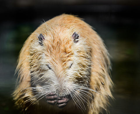 Albino Coypu, Zie-Zoo, Netherlands Zoo shot of an Albino Coypu. I'm seeing lots of reference images online of white Coypus, I haven't been able to figure out why this is so common. 

https://www.jungledragon.com/image/61530/coypu_zie-zoo_netherlands.html
https://www.jungledragon.com/image/61533/albino_coypu_-_smiling_zie-zoo_netherlands.html
https://www.jungledragon.com/image/61534/albino_coypu_-_smiling_closeup_zie-zoo_netherlands.html
https://www.jungledragon.com/image/61535/albino_coypu_-_resting_zie-zoo_netherlands.html Coypu,Europe,Myocastor coypus,Netherlands,Volkel,World,Zie-Zoo,Zoo