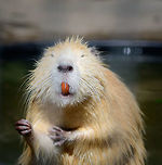 Albino Coypu - smiling, Zie-Zoo, Netherlands Zoo shot of an Albino Coypu. I'm seeing lots of reference images online of white Coypus, I haven't been able to figure out why this is so common. Anyway, here we see one of the defining characteristics of the species: the deeply orange front teeth (Incisors).<br />
<br />
https://www.jungledragon.com/image/61530/coypu_zie-zoo_netherlands.html<br />
https://www.jungledragon.com/image/61532/albino_coypu_zie-zoo_netherlands.html<br />
https://www.jungledragon.com/image/61534/albino_coypu_-_smiling_closeup_zie-zoo_netherlands.html<br />
https://www.jungledragon.com/image/61535/albino_coypu_-_resting_zie-zoo_netherlands.html Coypu,Europe,Myocastor coypus,Netherlands,Volkel,World,Zie-Zoo,Zoo