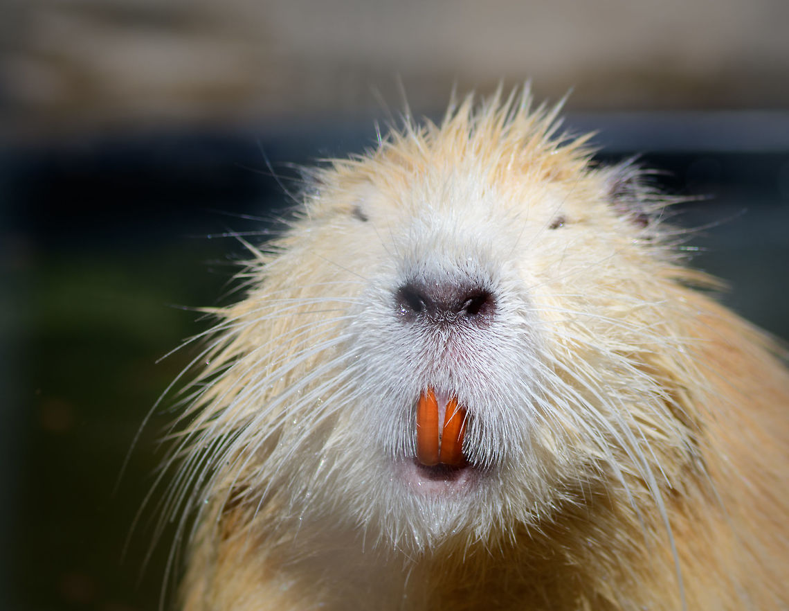 Albino Coypu - smiling closeup, Zie-Zoo, Netherlands Zoo shot of an Albino Coypu. I'm seeing lots of reference images online of white Coypus, I haven't been able to figure out why this is so common. Anyway, here we see one of the defining characteristics of the species: the deeply orange front teeth (Incisors). <br />
<br />
<figure class="photo"><a href="https://www.jungledragon.com/image/61530/coypu_zie-zoo_netherlands.html" title="Coypu, Zie-Zoo, Netherlands"><img src="https://s3.amazonaws.com/media.jungledragon.com/images/2/61530_thumb.jpg?AWSAccessKeyId=05GMT0V3GWVNE7GGM1R2&Expires=1770854410&Signature=zEnbyyIy9Eydg0irjbadjNhcdUI%3D" width="200" height="140" alt="Coypu, Zie-Zoo, Netherlands Or "Beaver Rat" as we call them. A popular zoo animal the world over. Below this coarse brown fur is another layer of soft gray fur. Another typical characteristic I'll show in another photo are their deeply orange front teeth.<br />
<br />
https://www.jungledragon.com/image/61532/albino_coypu_zie-zoo_netherlands.html<br />
https://www.jungledragon.com/image/61533/albino_coypu_-_smiling_zie-zoo_netherlands.html<br />
https://www.jungledragon.com/image/61534/albino_coypu_-_smiling_closeup_zie-zoo_netherlands.html<br />
https://www.jungledragon.com/image/61535/albino_coypu_-_resting_zie-zoo_netherlands.html<br />
 Coypu,Europe,Myocastor coypus,Netherlands,Volkel,World,Zie-Zoo,Zoo" /></a></figure><br />
<figure class="photo"><a href="https://www.jungledragon.com/image/61532/albino_coypu_zie-zoo_netherlands.html" title="Albino Coypu, Zie-Zoo, Netherlands"><img src="https://s3.amazonaws.com/media.jungledragon.com/images/2/61532_thumb.jpg?AWSAccessKeyId=05GMT0V3GWVNE7GGM1R2&Expires=1770854410&Signature=%2FqRDT%2FbGegFAF69uVLUMkODjRs4%3D" width="200" height="164" alt="Albino Coypu, Zie-Zoo, Netherlands Zoo shot of an Albino Coypu. I'm seeing lots of reference images online of white Coypus, I haven't been able to figure out why this is so common. <br />
<br />
https://www.jungledragon.com/image/61530/coypu_zie-zoo_netherlands.html<br />
https://www.jungledragon.com/image/61533/albino_coypu_-_smiling_zie-zoo_netherlands.html<br />
https://www.jungledragon.com/image/61534/albino_coypu_-_smiling_closeup_zie-zoo_netherlands.html<br />
https://www.jungledragon.com/image/61535/albino_coypu_-_resting_zie-zoo_netherlands.html Coypu,Europe,Myocastor coypus,Netherlands,Volkel,World,Zie-Zoo,Zoo" /></a></figure><br />
<figure class="photo"><a href="https://www.jungledragon.com/image/61533/albino_coypu_-_smiling_zie-zoo_netherlands.html" title="Albino Coypu - smiling, Zie-Zoo, Netherlands"><img src="https://s3.amazonaws.com/media.jungledragon.com/images/2/61533_thumb.jpg?AWSAccessKeyId=05GMT0V3GWVNE7GGM1R2&Expires=1770854410&Signature=69yCrtMG7lX3Mir6GJ3LCxKbgZs%3D" width="150" height="152" alt="Albino Coypu - smiling, Zie-Zoo, Netherlands Zoo shot of an Albino Coypu. I'm seeing lots of reference images online of white Coypus, I haven't been able to figure out why this is so common. Anyway, here we see one of the defining characteristics of the species: the deeply orange front teeth (Incisors).<br />
<br />
https://www.jungledragon.com/image/61530/coypu_zie-zoo_netherlands.html<br />
https://www.jungledragon.com/image/61532/albino_coypu_zie-zoo_netherlands.html<br />
https://www.jungledragon.com/image/61534/albino_coypu_-_smiling_closeup_zie-zoo_netherlands.html<br />
https://www.jungledragon.com/image/61535/albino_coypu_-_resting_zie-zoo_netherlands.html Coypu,Europe,Myocastor coypus,Netherlands,Volkel,World,Zie-Zoo,Zoo" /></a></figure><br />
<figure class="photo"><a href="https://www.jungledragon.com/image/61535/albino_coypu_-_resting_zie-zoo_netherlands.html" title="Albino Coypu - resting, Zie-Zoo, Netherlands"><img src="https://s3.amazonaws.com/media.jungledragon.com/images/2/61535_thumb.jpg?AWSAccessKeyId=05GMT0V3GWVNE7GGM1R2&Expires=1770854410&Signature=AEdks7PJPm2Af5vqtBYq4st5b1c%3D" width="200" height="134" alt="Albino Coypu - resting, Zie-Zoo, Netherlands Zoo shot of an Albino Coypu. I'm seeing lots of reference images online of white Coypus, I haven't been able to figure out why this is so common. Anyway, here we see one of the defining characteristics of the species: the deeply orange front teeth (Incisors). <br />
<br />
https://www.jungledragon.com/image/61530/coypu_zie-zoo_netherlands.html<br />
https://www.jungledragon.com/image/61532/albino_coypu_zie-zoo_netherlands.html<br />
https://www.jungledragon.com/image/61533/albino_coypu_-_smiling_zie-zoo_netherlands.html<br />
https://www.jungledragon.com/image/61534/albino_coypu_-_smiling_closeup_zie-zoo_netherlands.html Coypu,Europe,Myocastor coypus,Netherlands,Volkel,World,Zie-Zoo,Zoo" /></a></figure> Coypu,Europe,Myocastor coypus,Netherlands,Volkel,World,Zie-Zoo,Zoo
