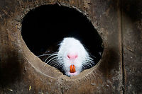 Albino Coypu - resting, Zie-Zoo, Netherlands Zoo shot of an Albino Coypu. I'm seeing lots of reference images online of white Coypus, I haven't been able to figure out why this is so common. Anyway, here we see one of the defining characteristics of the species: the deeply orange front teeth (Incisors). <br />
<br />
https://www.jungledragon.com/image/61530/coypu_zie-zoo_netherlands.html<br />
https://www.jungledragon.com/image/61532/albino_coypu_zie-zoo_netherlands.html<br />
https://www.jungledragon.com/image/61533/albino_coypu_-_smiling_zie-zoo_netherlands.html<br />
https://www.jungledragon.com/image/61534/albino_coypu_-_smiling_closeup_zie-zoo_netherlands.html Coypu,Europe,Myocastor coypus,Netherlands,Volkel,World,Zie-Zoo,Zoo