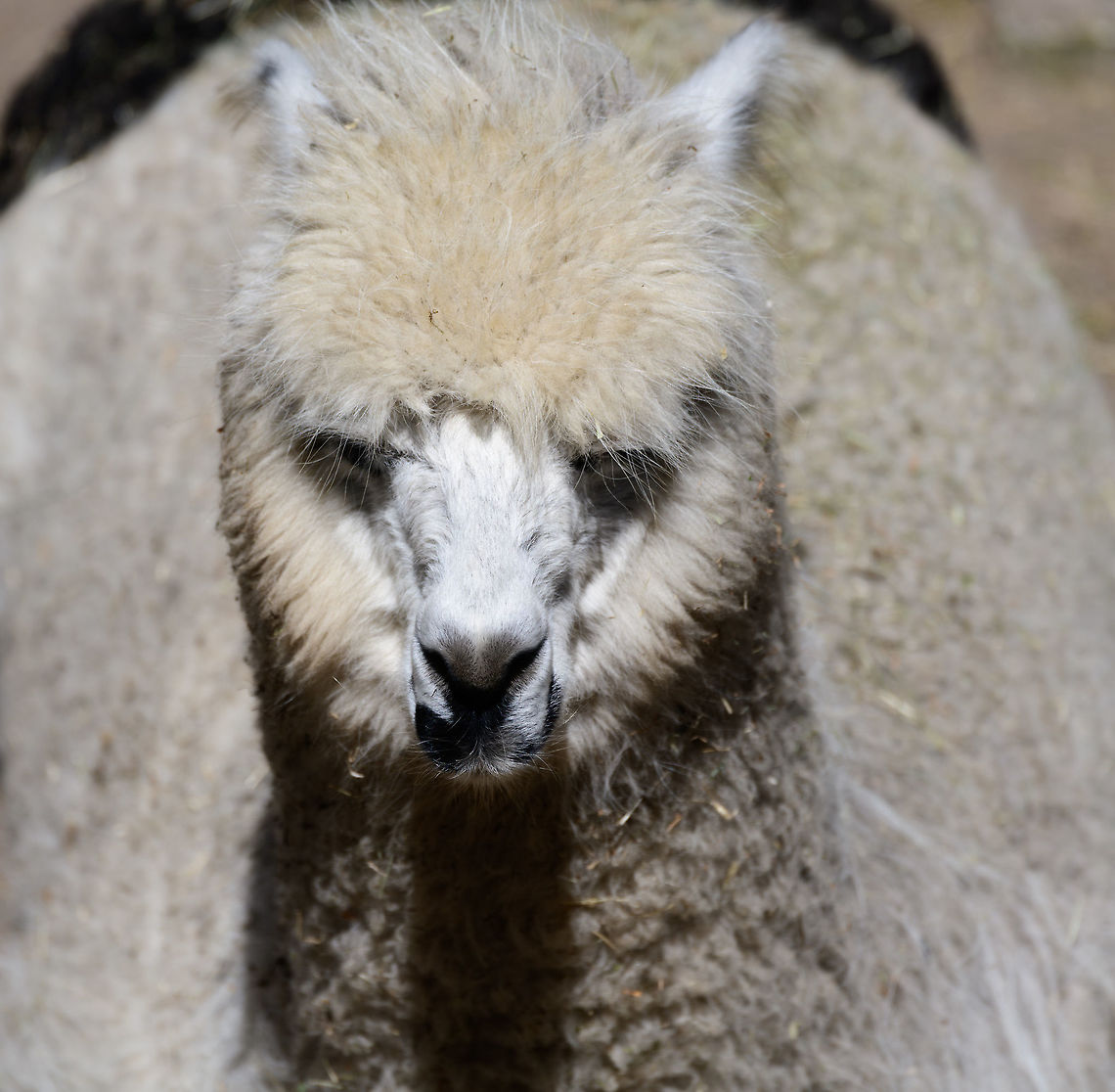 Alpaca Portrait, Zie-Zoo, Netherlands I kind of pity this animal. It&#039;s shown in many zoos and in pet farms, yet it always seems bored and lifeless. People don&#039;t genuinely seem entertained by them and largely ignore them. They cannot be used to ride, and seem to serve no purpose in a human settlement, other than possibly wool. <br />
<br />
It&#039;s the animal very widely showcased, yet the most ignored. Let&#039;s give it some love. Alpaca,Europe,Netherlands,Vicugna pacos,Volkel,World,Zie-Zoo,Zoo